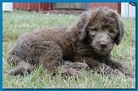 Tara Rascal puppies 7 weeks old playing 2 008