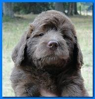 Tara Rascal puppies faces 5.8 weeks old 020