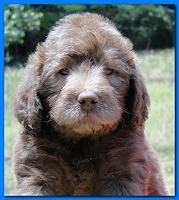 Tara Rascal puppies faces 5.8 weeks old 044