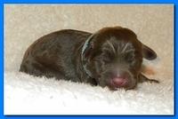 Tara Rascal pups one day old 042