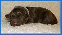 Tara Rascal pups one day old 048