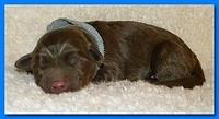 Tara Rascal pups one day old 049