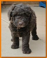 Tara Rascal 5.5 weeks old playing outside 011