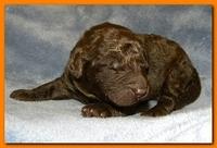 Tara Rascal puppies 1 week old 062