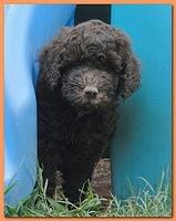 Tara Rascal puppies 6.5 weeks old early am 010