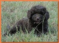 Tara Rascal puppies 6.5 weeks old early am 061