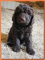 Tara Rascal puppies 6.5 weeks old early pm 009