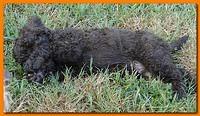 Tara Rascal puppies 7 weeks old playing 074