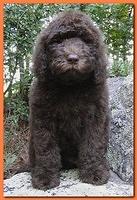 Tara Rascal puppies 8 weeks old Orange 011