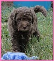 Tara Rascal 5.5 weeks old playing outside 007
