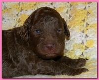 Tara Rascal puppies 2 weeks old 010