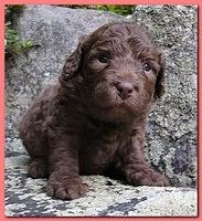 Tara Rascal puppies 3 weeks old 004