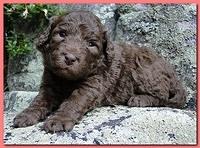 Tara Rascal puppies 3 weeks old 006