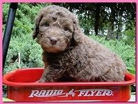 Tara Rascal puppies 4 weeks old pool wag 007