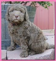 Tara Rascal puppies 5 weeks geraniums 005