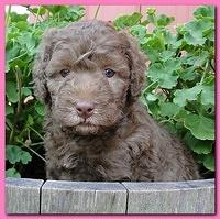 Tara Rascal puppies 5 weeks geraniums 013