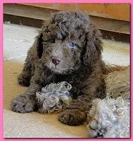 Tara Rascal puppies 6.5 weeks old early pm 001