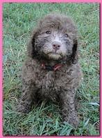 Tara Rascal puppies 7 weeks old playing 086