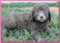 Tara Rascal puppies 7 weeks old playing 090