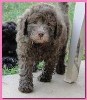 Tara Rascal puppies 7 weeks old playing 096