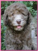 Tara Rascal puppies 8 weeks old pink 004
