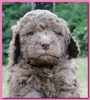 Tara Rascal puppies faces 5.8 weeks old 013