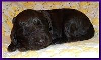 Tara Rascal puppies 2 weeks old 053