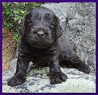 Tara Rascal puppies 3 weeks old 029