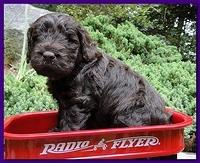 Tara Rascal puppies 4 weeks old pool wag 055