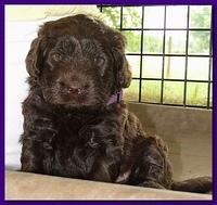Tara Rascal puppies 4 weeks playing 013