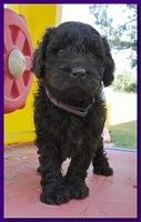 Tara Rascal puppies 5 weeks geraniums 003