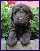 Tara Rascal puppies 5 weeks geraniums 021
