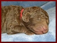 Tara Rascal puppies 1 week old 019