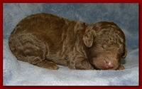 Tara Rascal puppies 1 week old 021