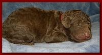 Tara Rascal puppies 1 week old 022