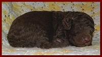 Tara Rascal puppies 2 weeks old 030