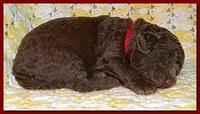 Tara Rascal puppies 2 weeks old 032