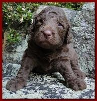 Tara Rascal puppies 3 weeks old 012