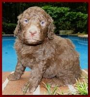 Tara Rascal puppies 4 weeks old pool wag 018