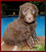 Tara Rascal puppies 4 weeks old pool wag 019