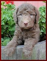 Tara Rascal puppies 5 weeks geraniums 029