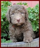 Tara Rascal puppies 5 weeks geraniums 031