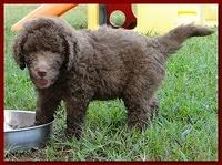 Tara Rascal puppies 6.5 weeks old early am 050