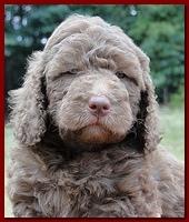 Tara Rascal puppies faces 5.8 weeks old 004