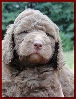 Tara Rascal puppies faces 5.8 weeks old 005