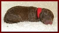 Tara Rascal pups one day old 016