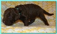 Tara Rascal puppies 2 weeks old 2 004