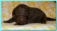 Tara Rascal puppies 2 weeks old 2 006
