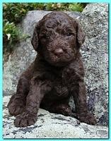 Tara Rascal puppies 3 weeks old 033