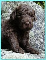 Tara Rascal puppies 3 weeks old 034